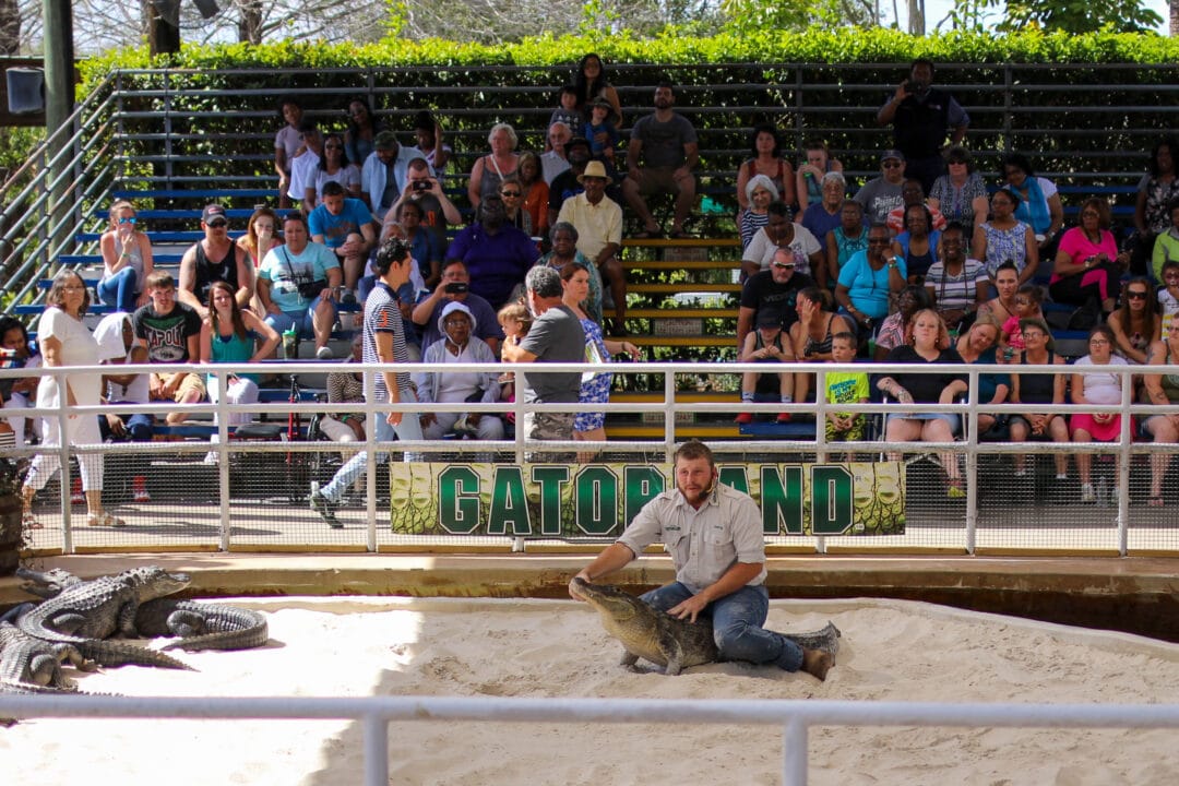 a man sits on top of an alligator in a stadium surrounded by spectators