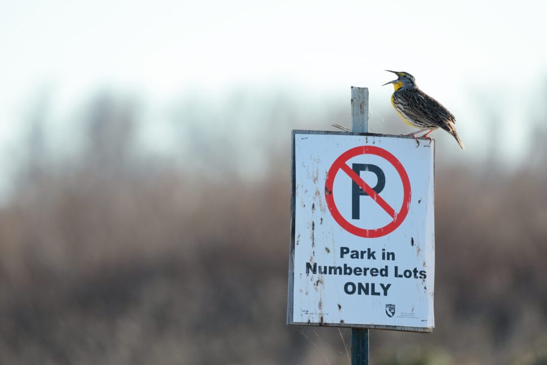 A Western Meadowlark sits atop a road sign