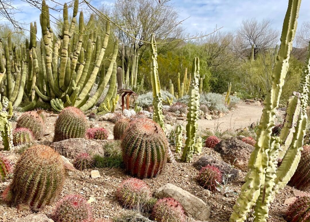 A prickly cactus garden at the Arizona-Sonora Desert Museum