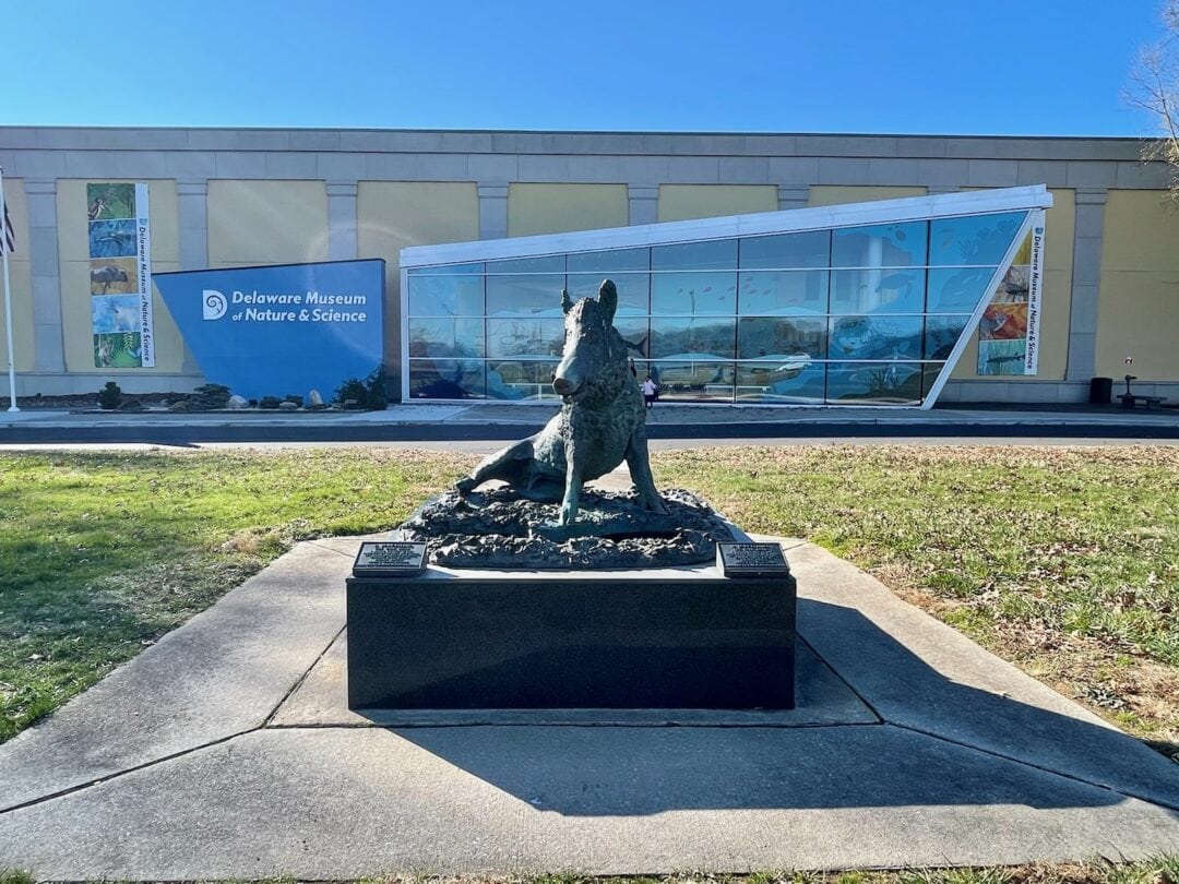 A statue of a wild boar sits in front of the Delaware Museum of Nature & Science