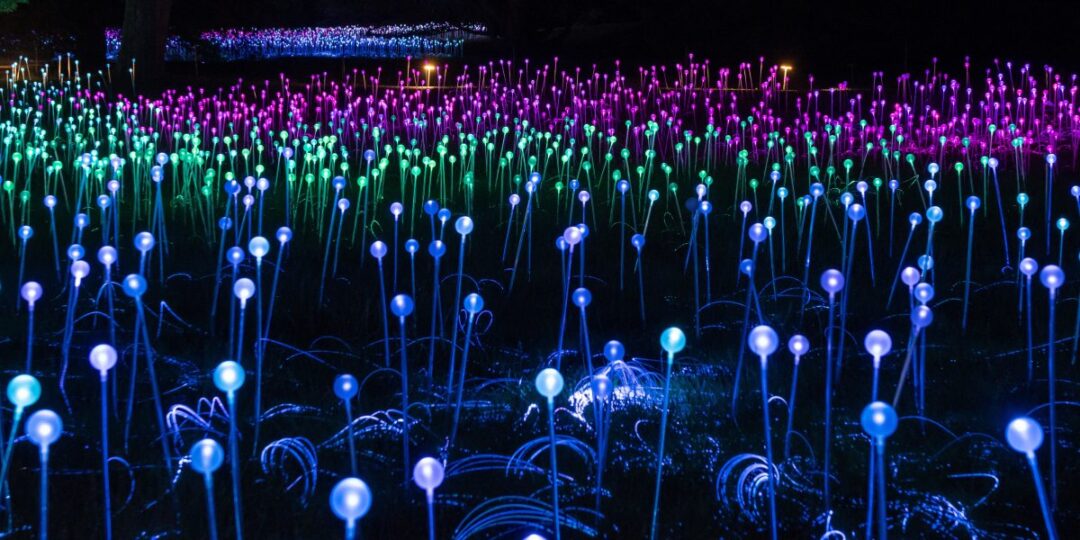 Multi-color illuminated flowers fill the landscape at Longwood Gardens