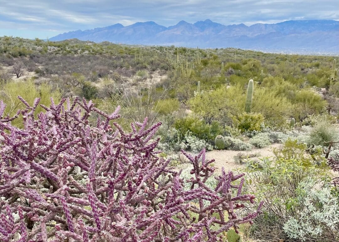 Purple wildflowers at Saguaro National Park, East District