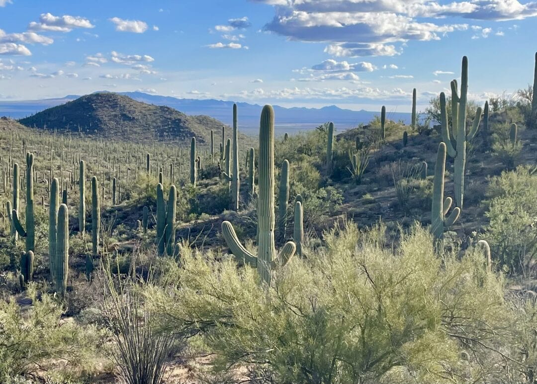 Saguaro cacti stand amid prickly shrubs in Arizona
