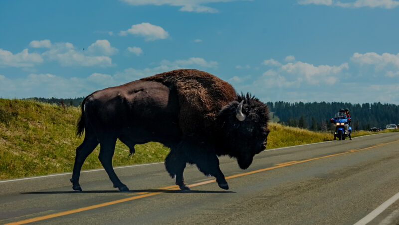 A bison crosses a paved roadway