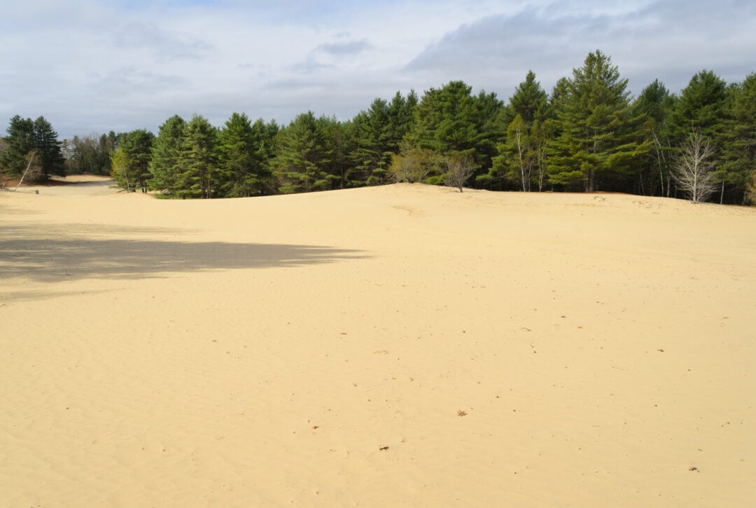 a sandy expanse surrounded by green pine trees