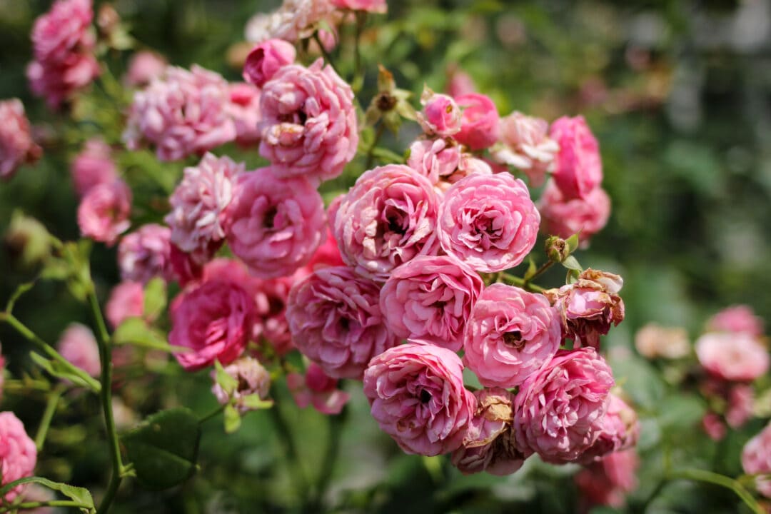 a cluster of pink roses