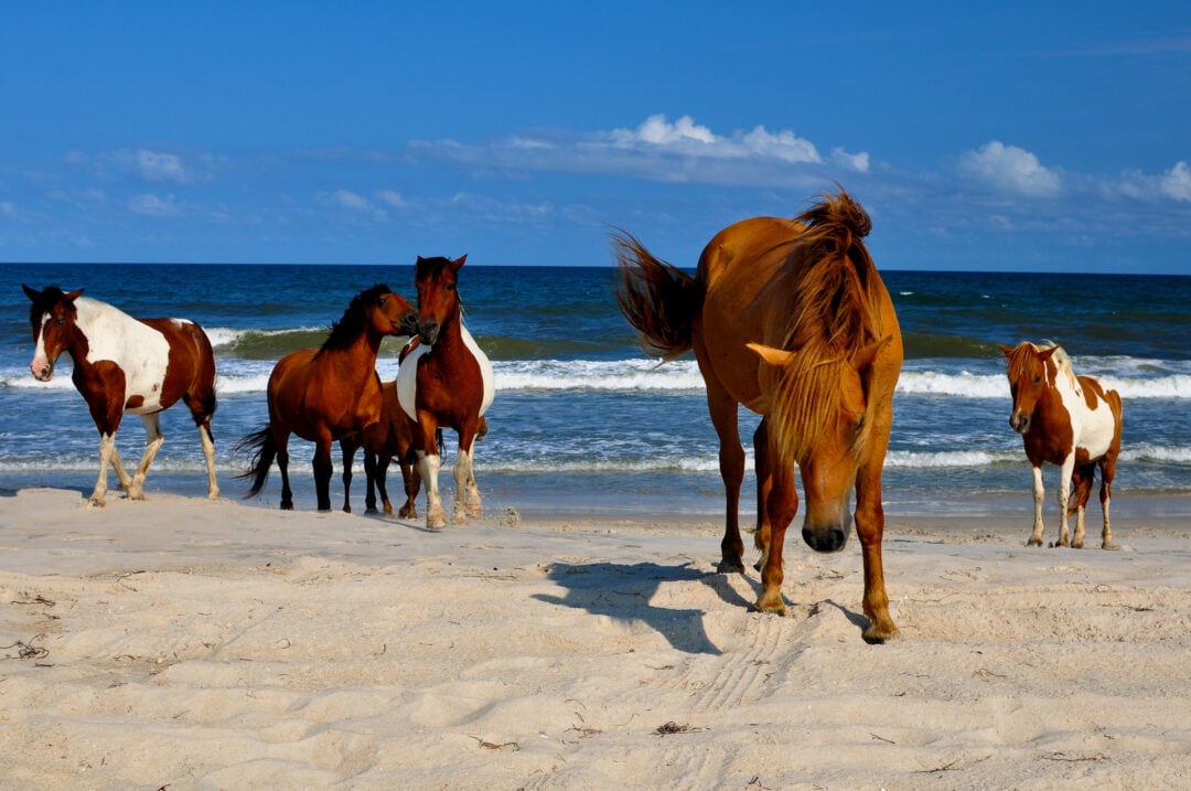 Wild horses on the beach at Assateague Island National Seashore