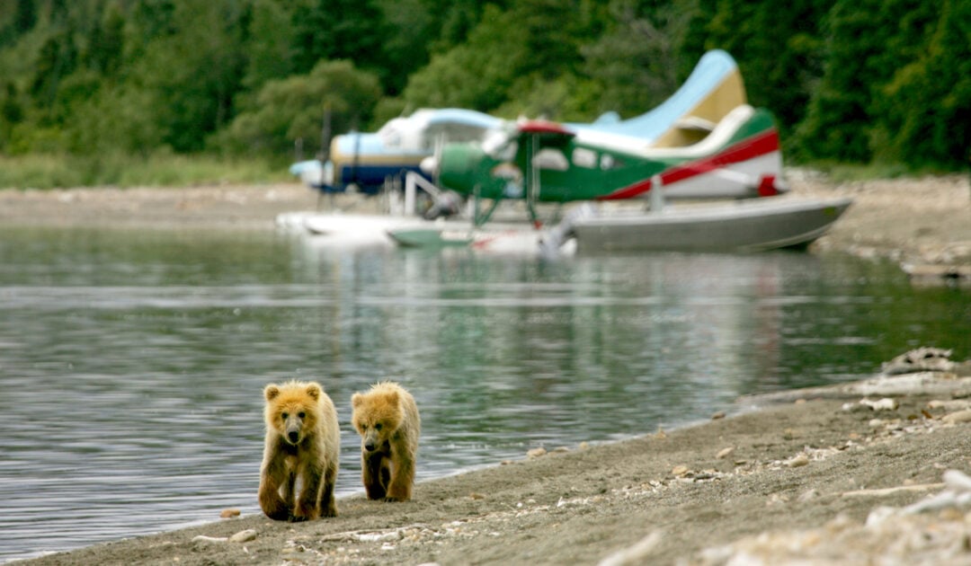 Two bear cubs walking near a lake with two sea planes in the background