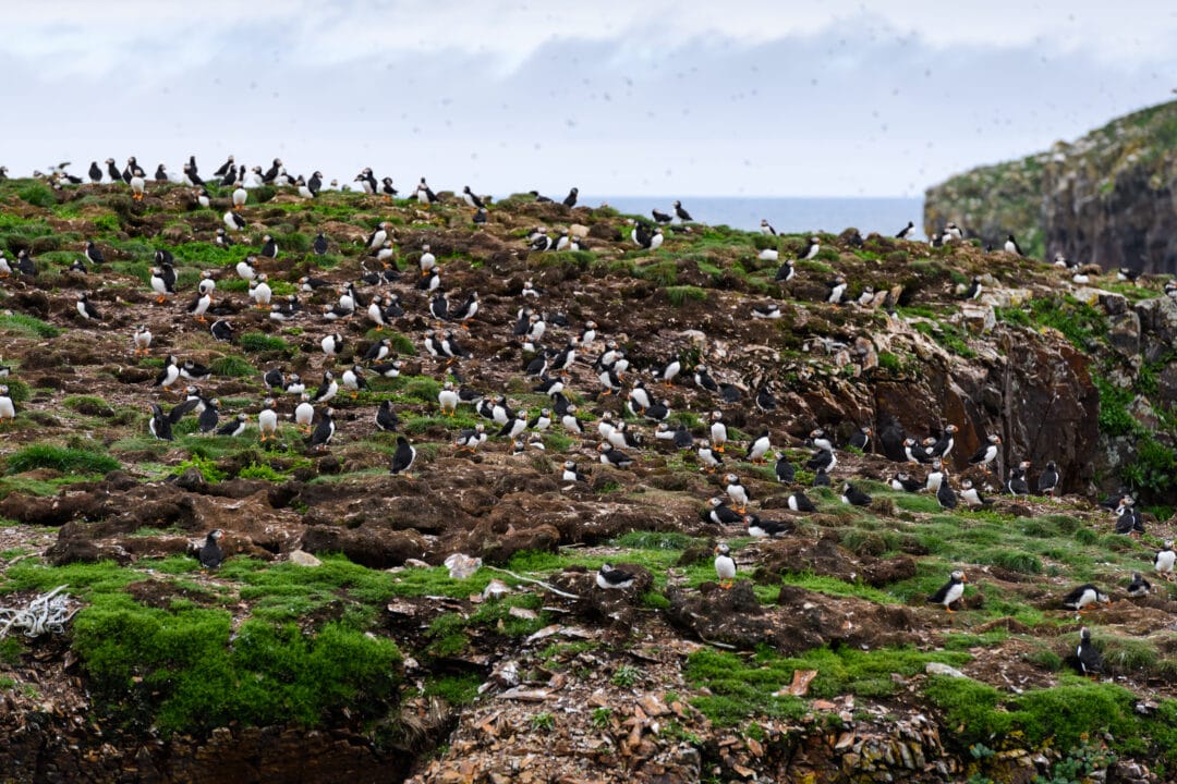 Hundreds of puffins cover a hilly landscape