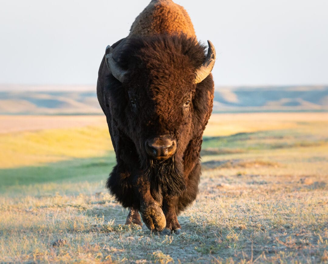 A bison trots forward through a field