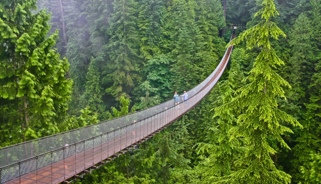 An expansive suspension bridge stretches across a large tree-lined canyon