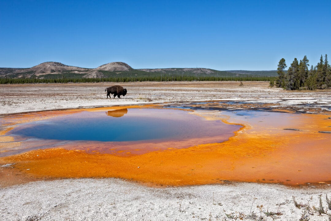 Bison standing on the edge of an emerald pool at Yellowstone National Park