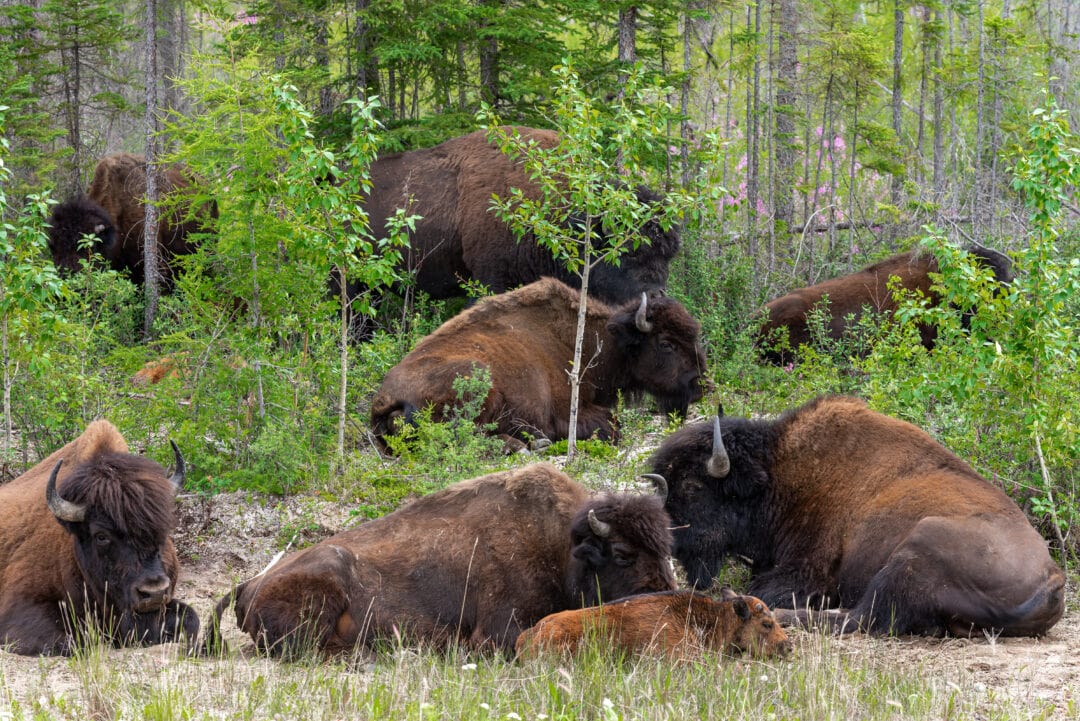 Bison sitting in a wooded area of a bison sanctuary. 