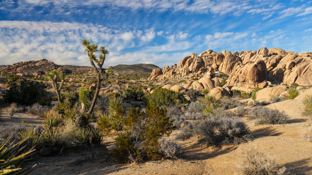 Rugged Joshua Trees dot a desert landscape