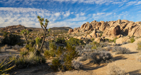 Video: Guide to Joshua Tree National Park