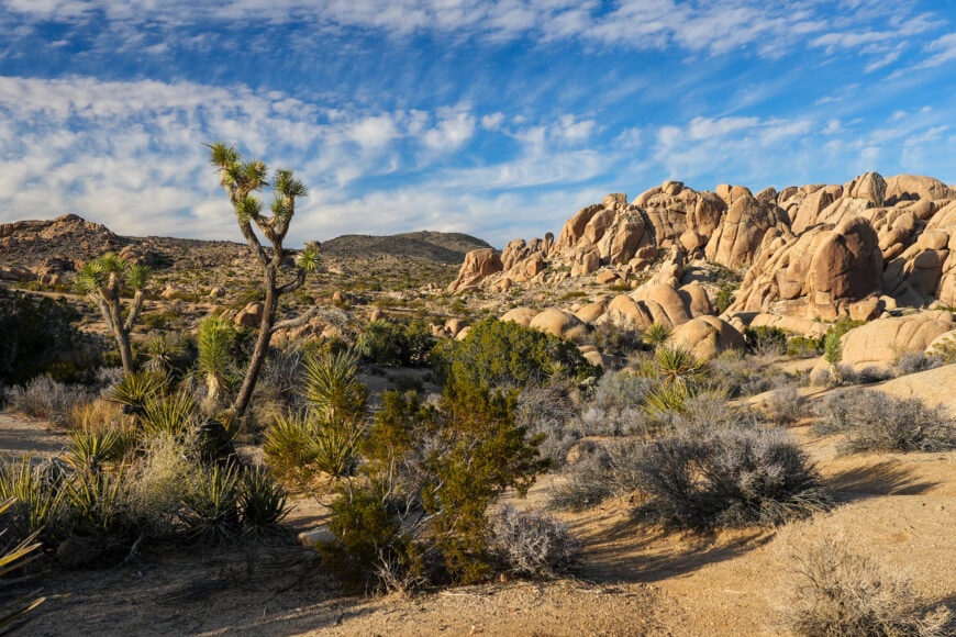 Video: Guide to Joshua Tree National Park