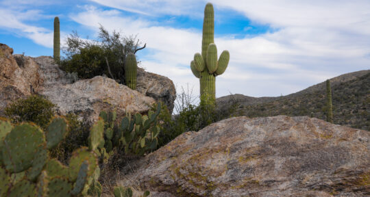 Video: Guide to Saguaro National Park