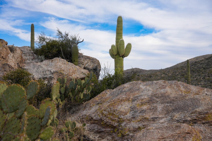 Video: Guide to Saguaro National Park