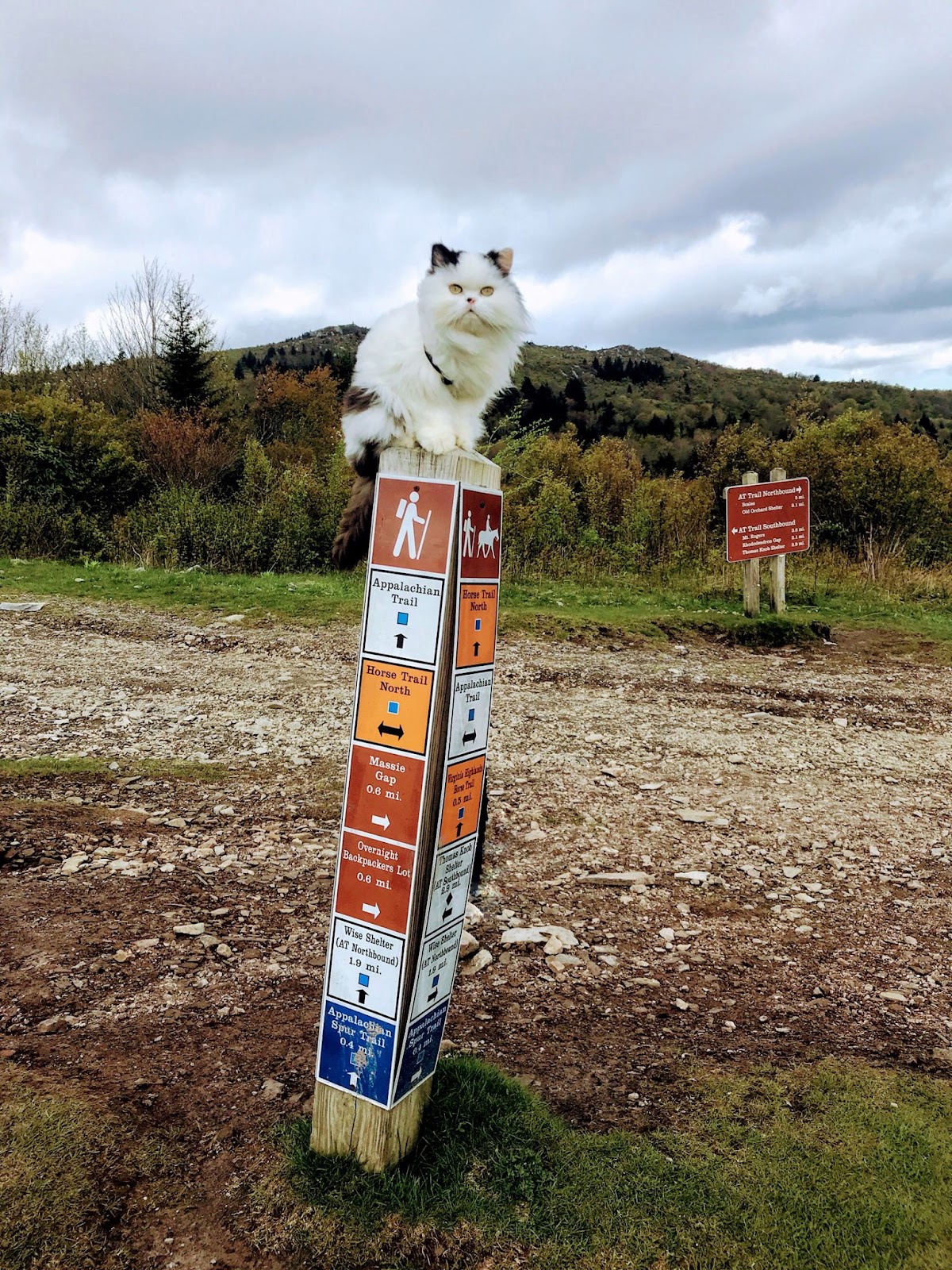 Walter The Cat on The Appalachian Trail