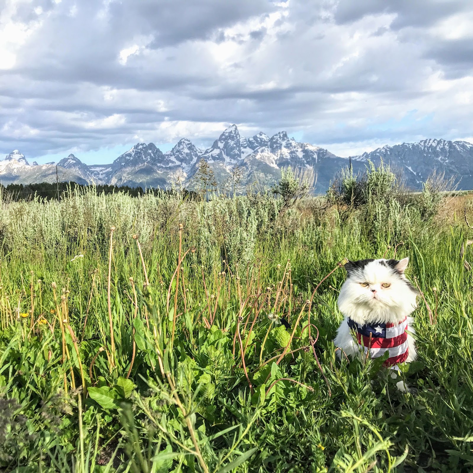 Walter The Cat at Grand Tetons National Park