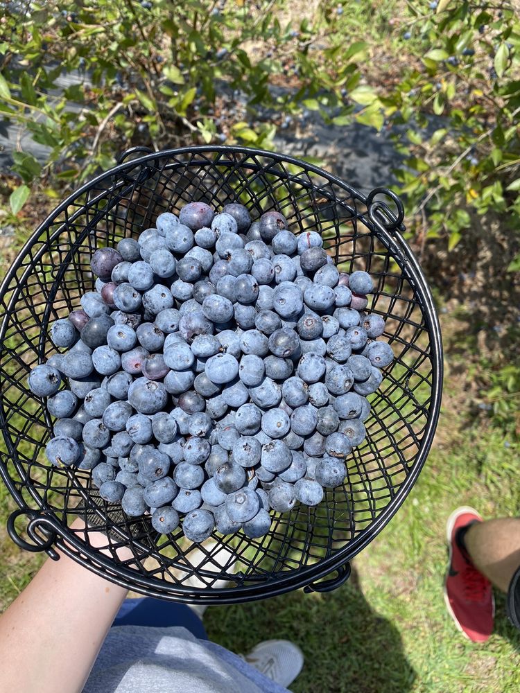 Basket of blueberries from HEMI Blueberry Farm in Greensboro, GA
