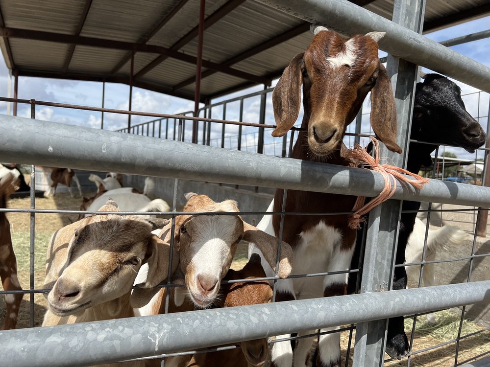 The Jersey Barnyard in La Grange, TX