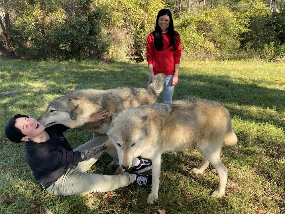 Seacrest Wolf Preserve in Chipley, FL