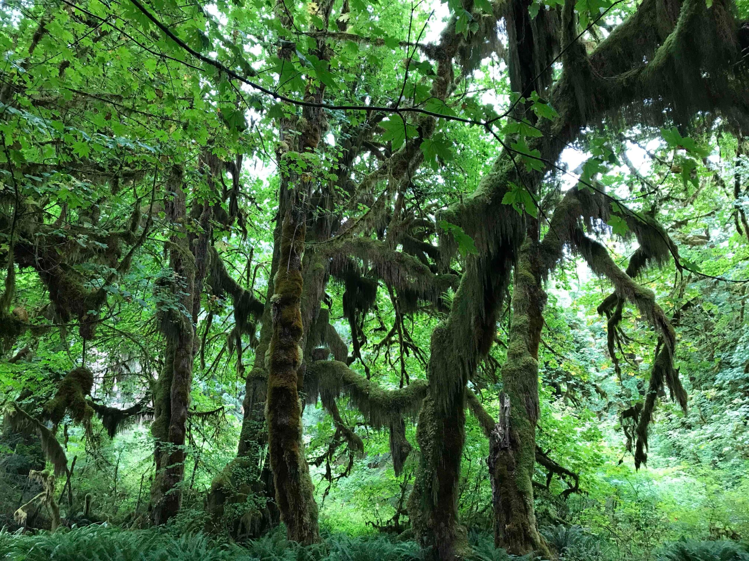 Hall of Mosses in Olympic National Park